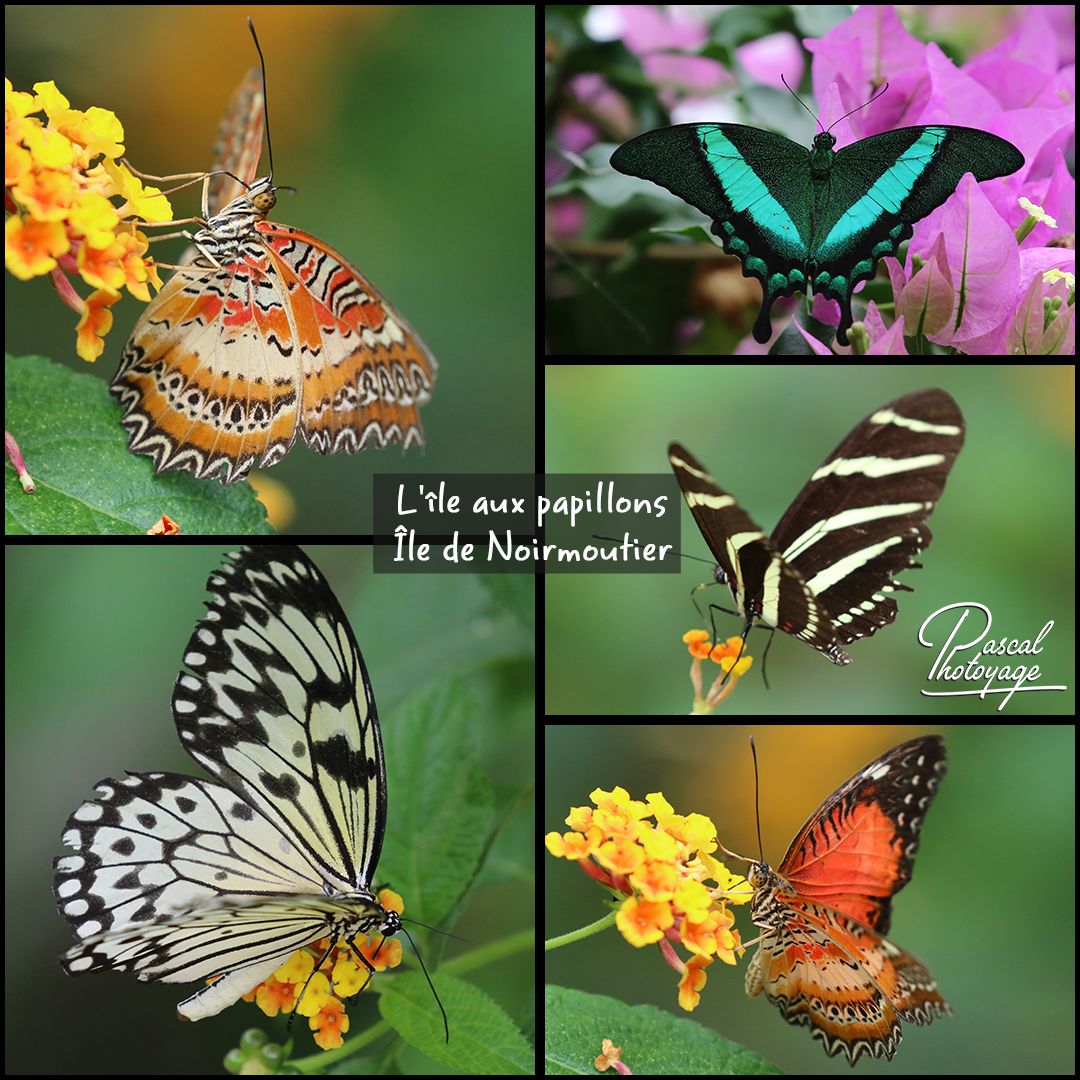 L'ILE AUX PAPILLONS 01 - LAYOUT 18 1080x1080.jpg